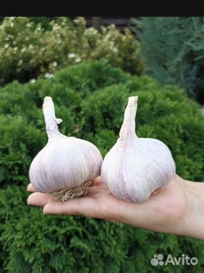 Чеснок Гигантский 
