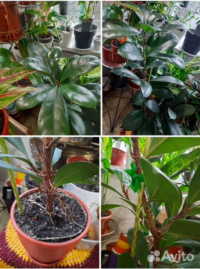 Комнатные цветы.Обновлен 16.09