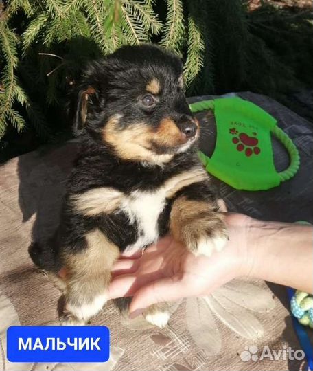 Щенки от маленькой собачки