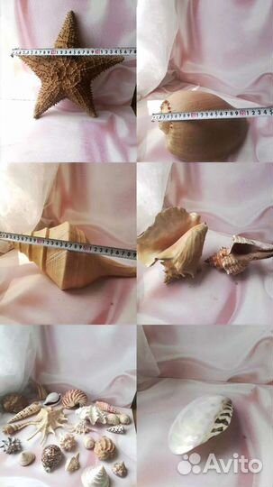 Морские ракушки,раковины
