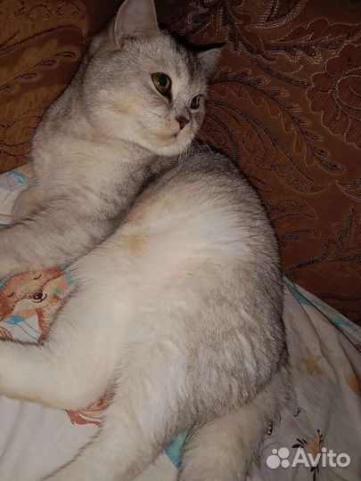 Вязка серебристая шиншилла