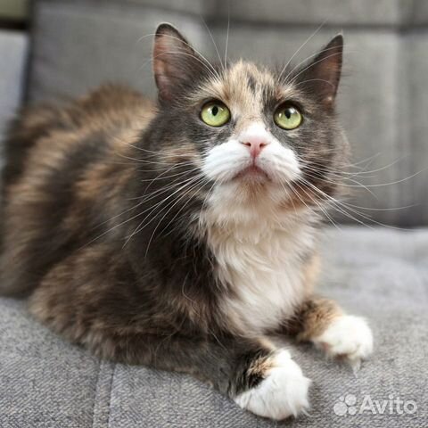 Кошка в дар