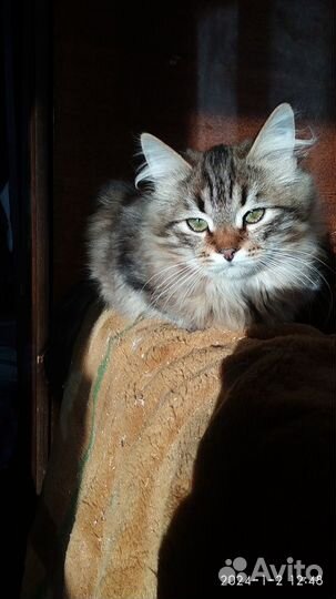 Сибирский котик