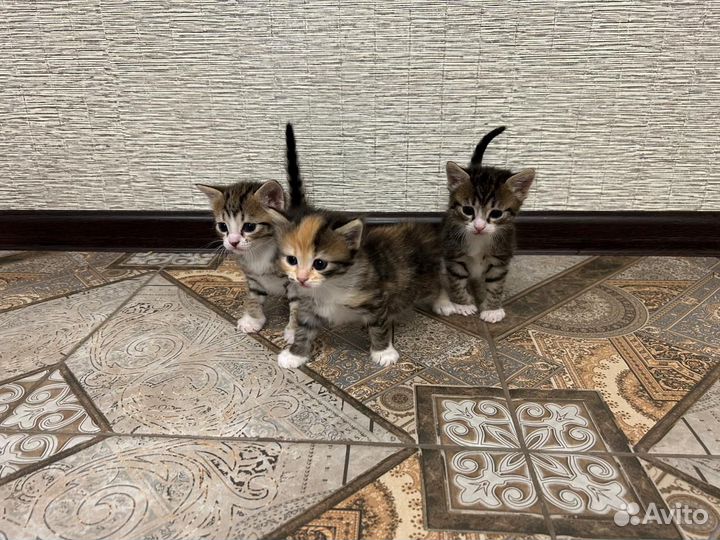 Котята