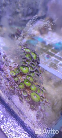 Морские кораллы