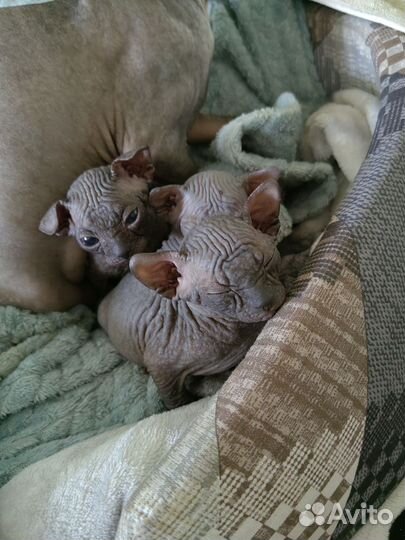 Канадский сфинкс