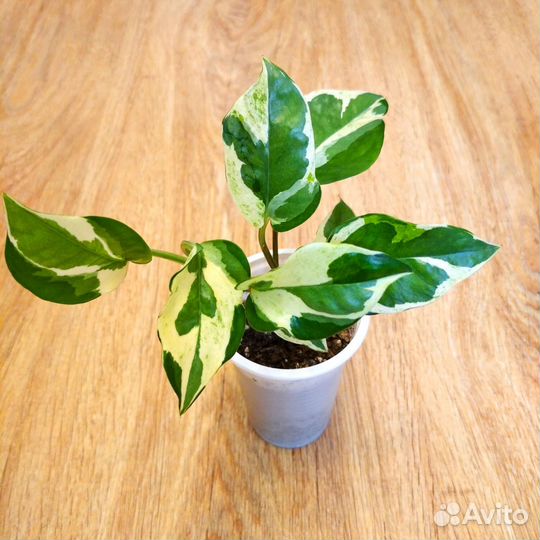 Сциндапсус