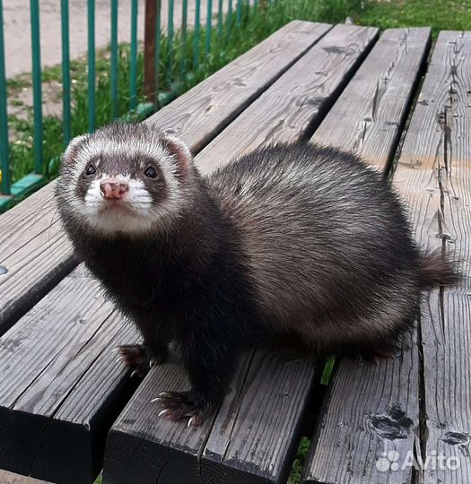 Хорек красивый