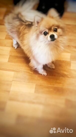 Шпиц девочка