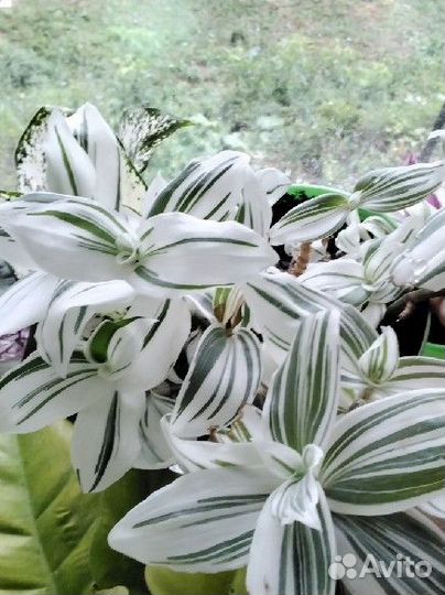 Много сортовых традэесканций