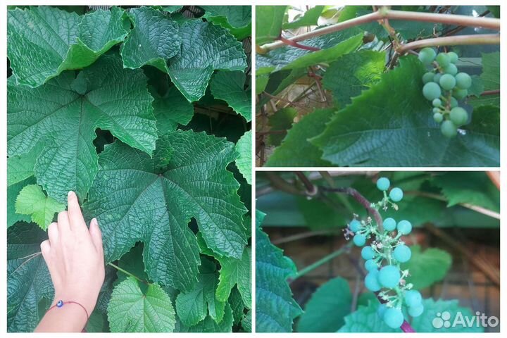 Саженцы винограда. Сорт Амурский и другие. Черенки