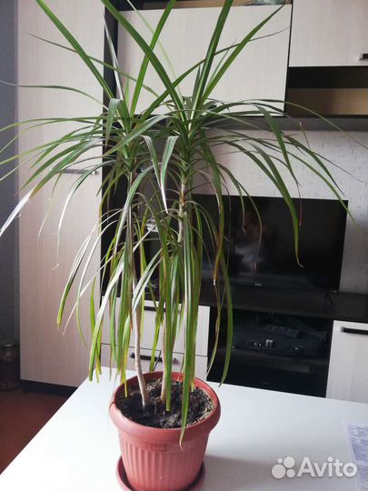 Драцена. Красивая и здоровая