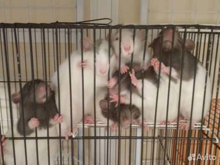 Крыса дамбо