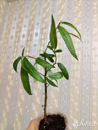 Дебрегеасия комнатная малина - земляника