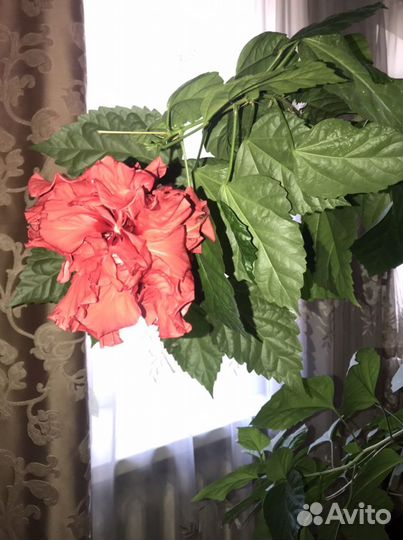 Гибискус китайская роза