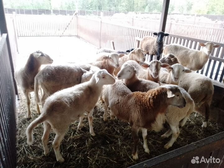 Катумские бараны и овцы на племя