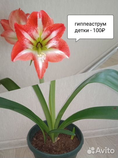 Гиппеаструм