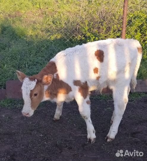 Корова с теленком