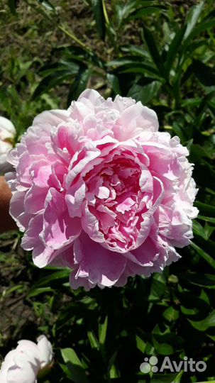 Цветы для сада