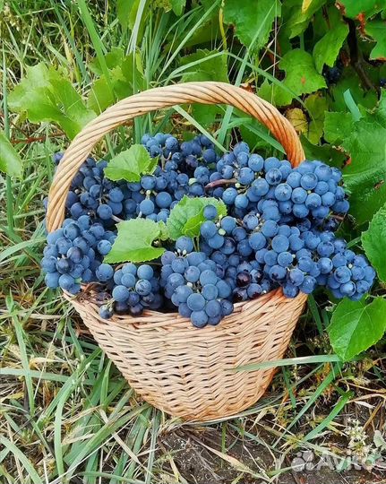 Виноград Изабела