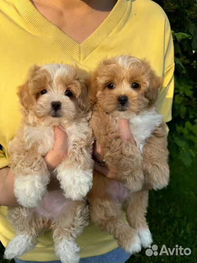 Щенки мальтипу мини и стандарт