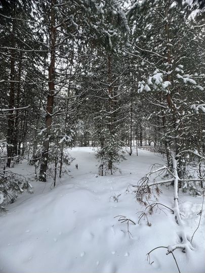 Участок 6 сот. (СНТ, ДНП)
