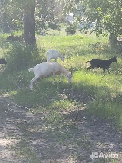 Коза дойная молочная