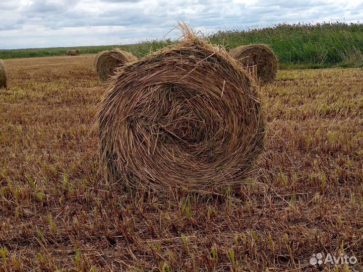 Продам сено в рулонах