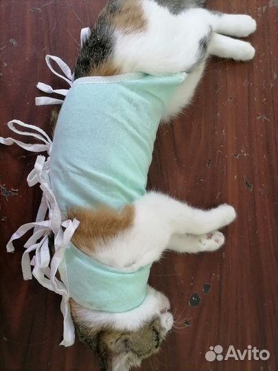 Ветеринарный врач на дом