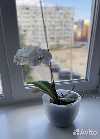 Орхидея дендробиум