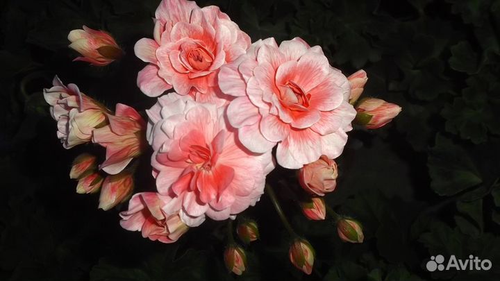 Пеларгония Cara Rosa