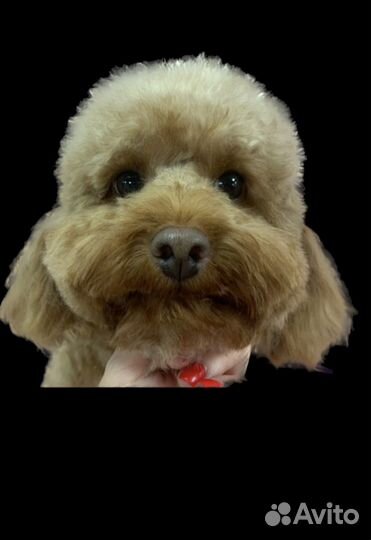 Стрижка пуделя