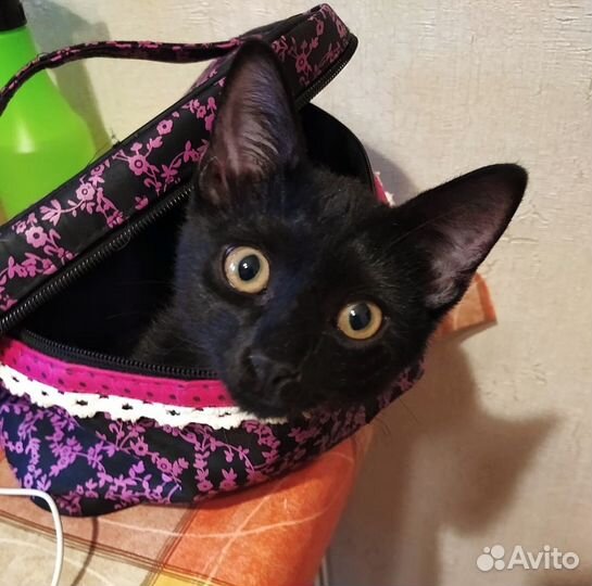 Котик Тишка ищет дом