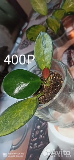 Хойя аустралис лиза