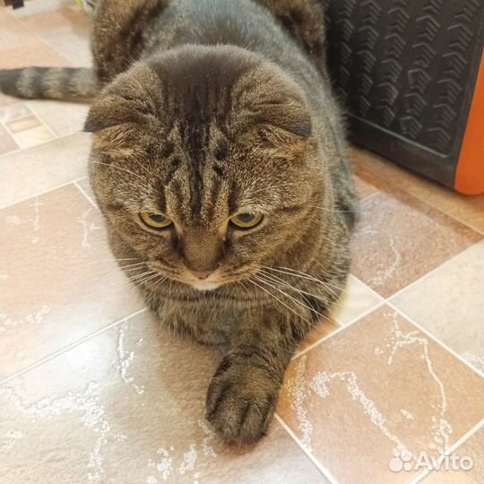 Вислоухий шотландец