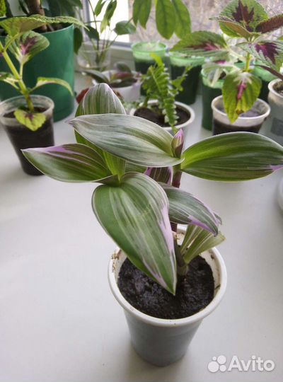 Традесканция белая и фиолетовая