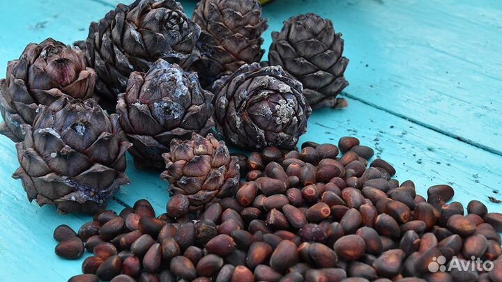 Орех кедровый