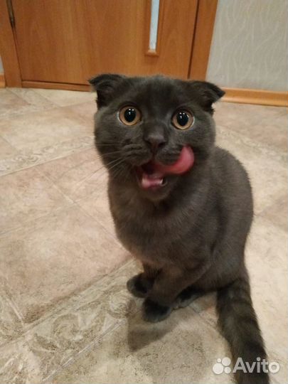 Вязка кота