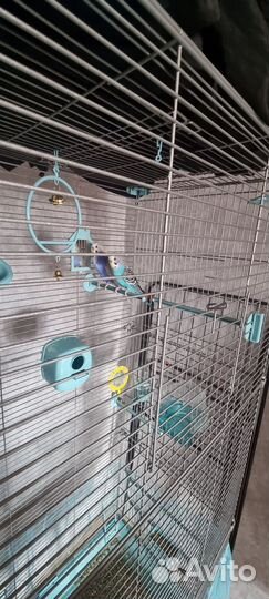 Попугаи с клеткой