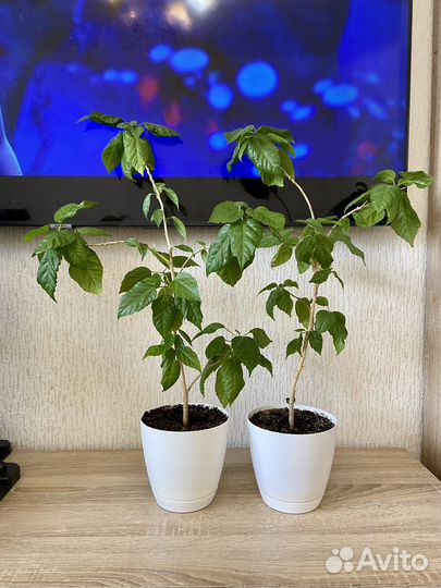 Гибискус дикая роза комнатные цветы