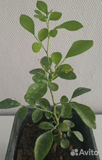 Мурайя - растение лекарь у вас дома