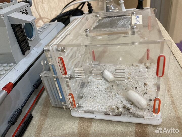 Муравьиная ферма без муравьев