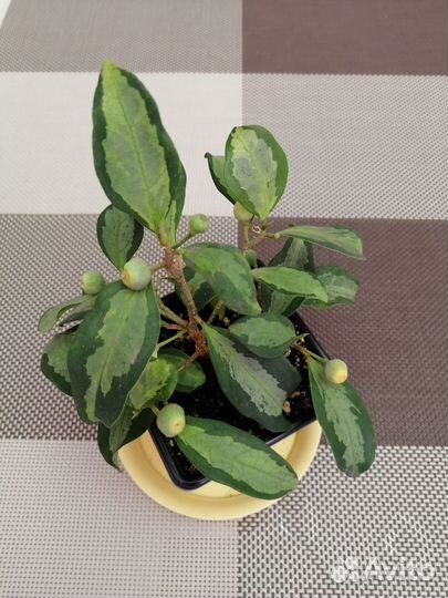 Фикусы Нью Клон, Нитида Гавайи, Альбомаргината