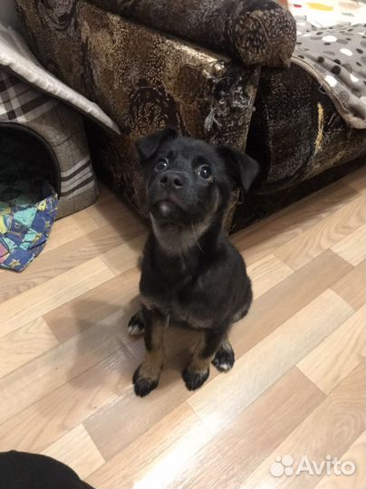 Отдам щенка девочку