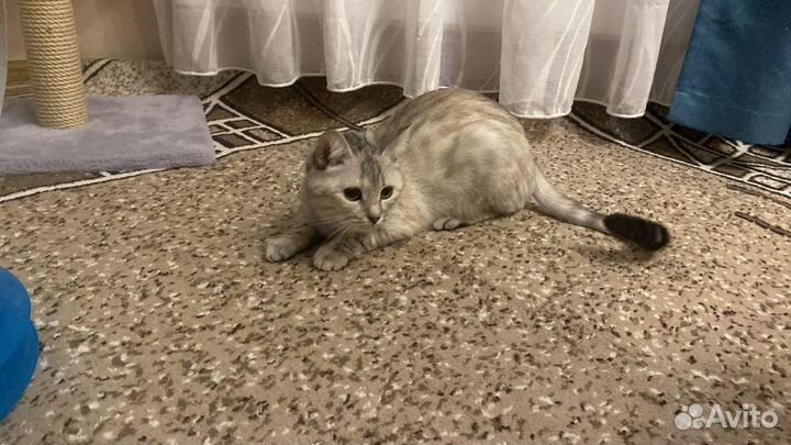 Отдам в добрые руки