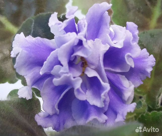 Фиалка Голубой туман