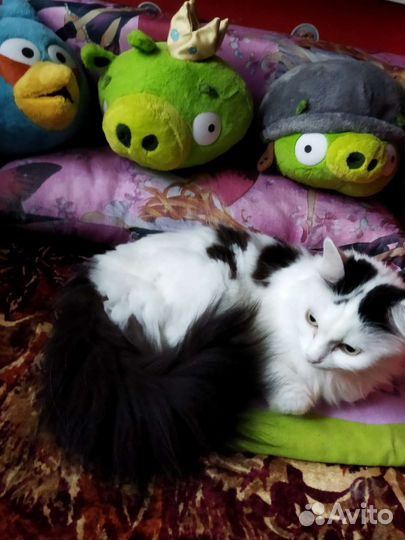 Кошка в дар