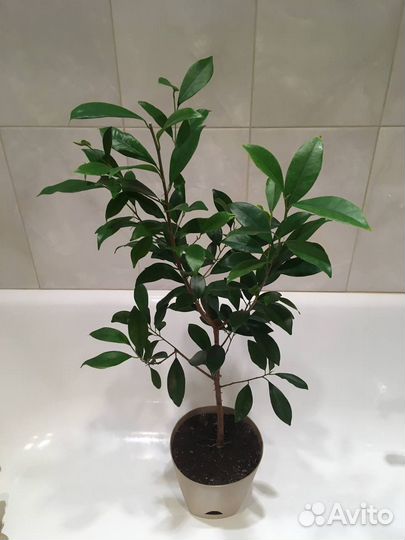 Комнатные растения