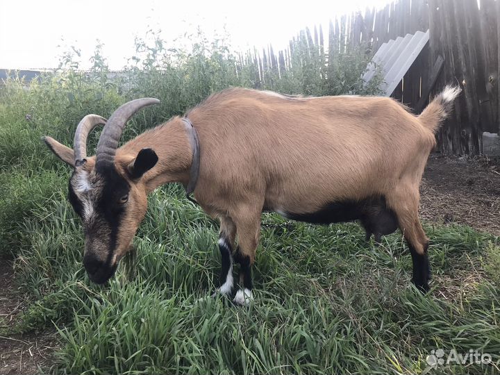 Коза дойная