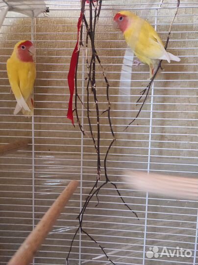 Неразлучники пара